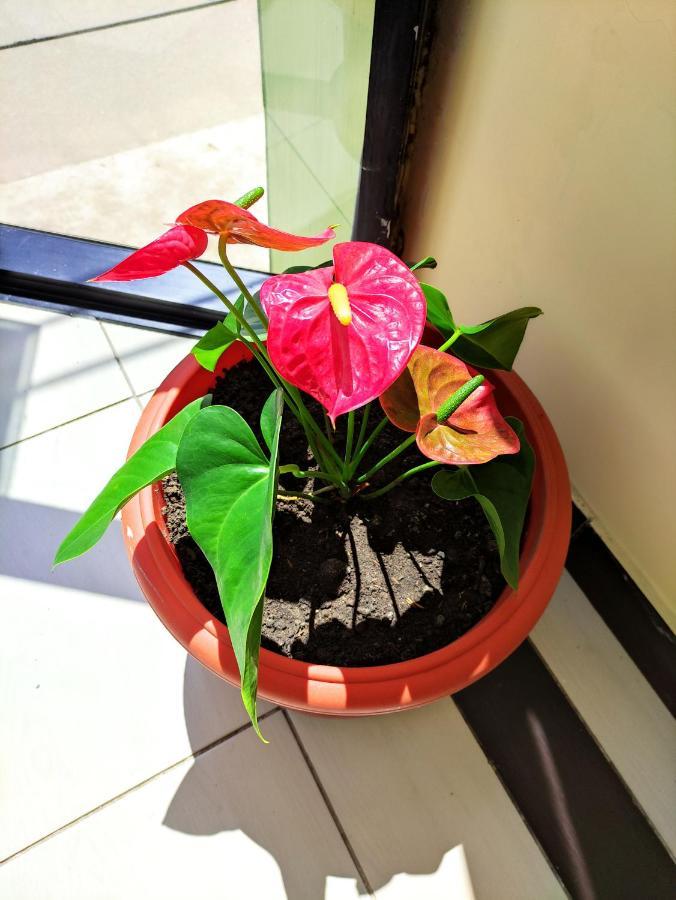 Hotel Tambopata Inn Puerto Maldonado Zewnętrze zdjęcie